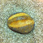 Brötchen vom Probsteier Bäcker