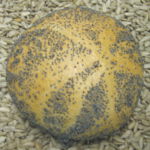 Brötchen vom Probsteier Bäcker