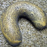 Brötchen vom Probsteier Bäcker